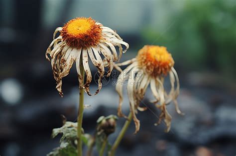 植物突然枯萎